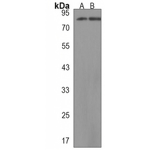 KCTD3 Rabbit Polyclonal Antibody