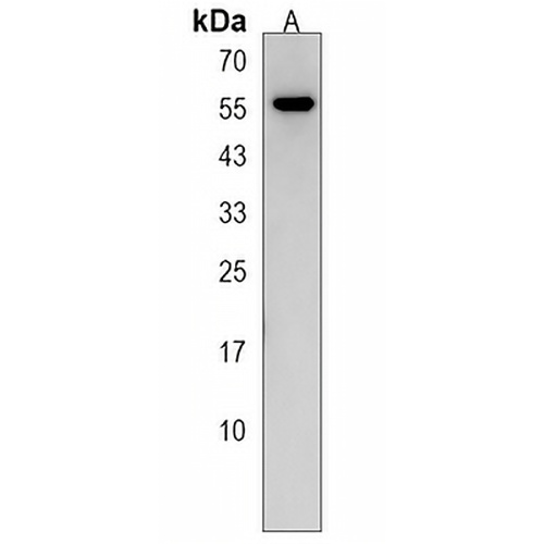 NETO2 Rabbit Polyclonal Antibody