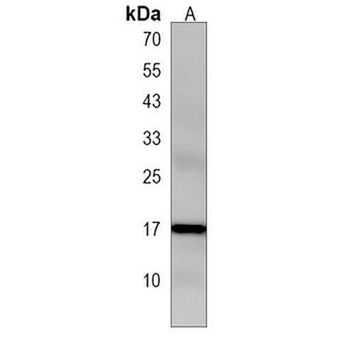 Apolipoprotein O Rabbit Polyclonal Antibody