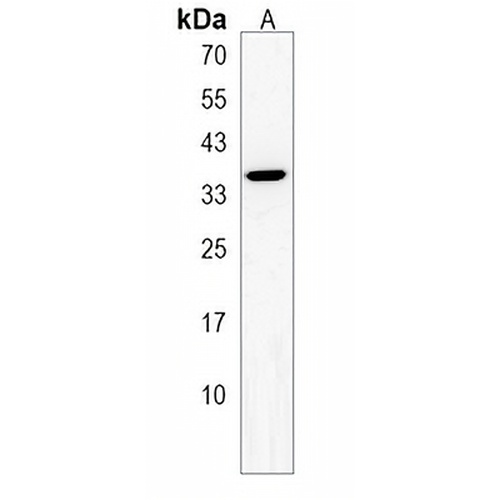 BEAN1 Rabbit Polyclonal Antibody