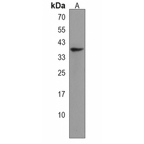 ENDOU Rabbit Polyclonal Antibody