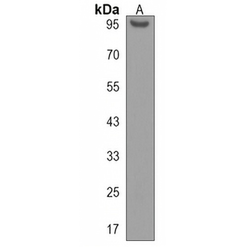 SIDT1 Rabbit Polyclonal Antibody