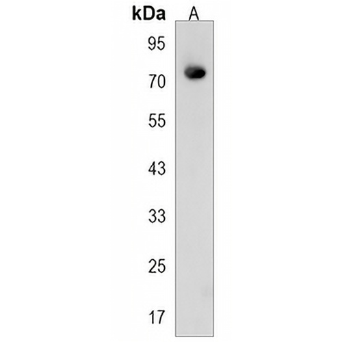 CASS4 Rabbit Polyclonal Antibody