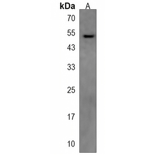 TUBA3C Rabbit Polyclonal Antibody