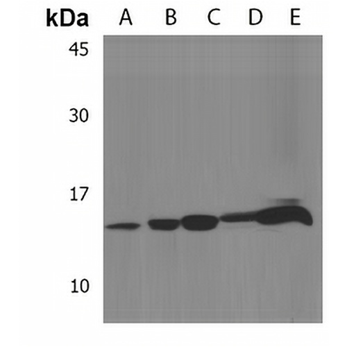 Selenoprotein K Rabbit Polyclonal Antibody
