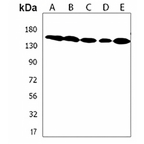 XIRP1 Rabbit Polyclonal Antibody