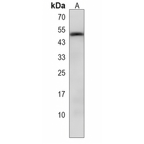 YY2 Rabbit Polyclonal Antibody