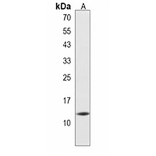 HIST2H2AB Rabbit Polyclonal Antibody