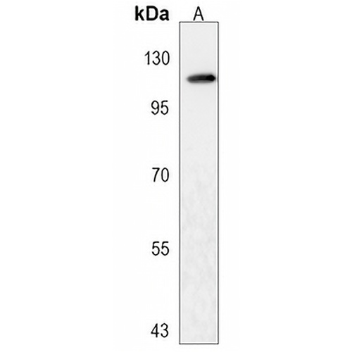 LRIG2 Rabbit Polyclonal Antibody