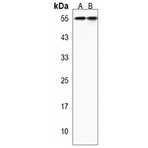 NOSTRIN Rabbit Polyclonal Antibody