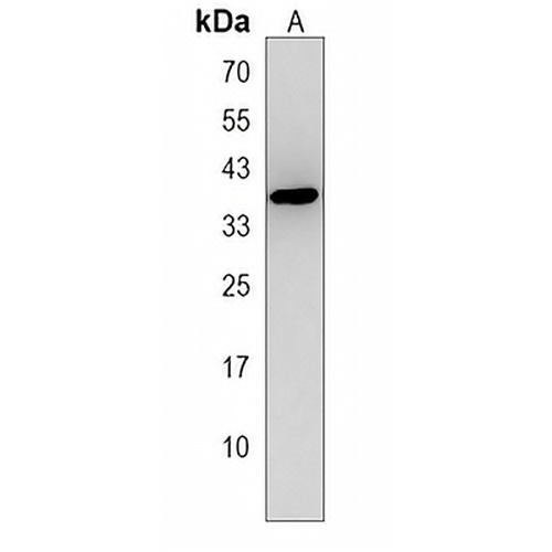 DNASE1L3 Rabbit Polyclonal Antibody