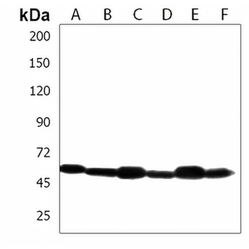PDCD4 Rabbit Polyclonal Antibody