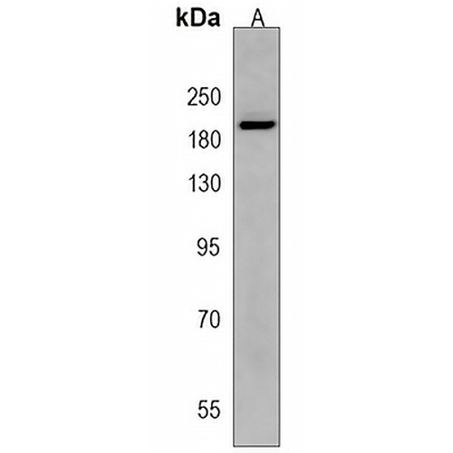 CD136 Rabbit Polyclonal Antibody