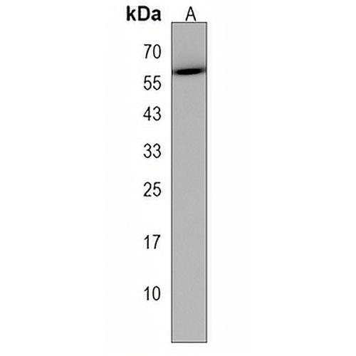NRBP2 Rabbit Polyclonal Antibody