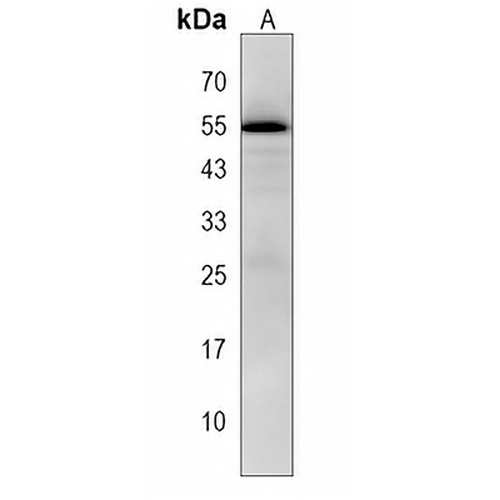 FOXD1 Rabbit Polyclonal Antibody