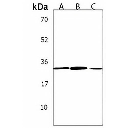 Stanniocalcin 2 Rabbit Polyclonal Antibody
