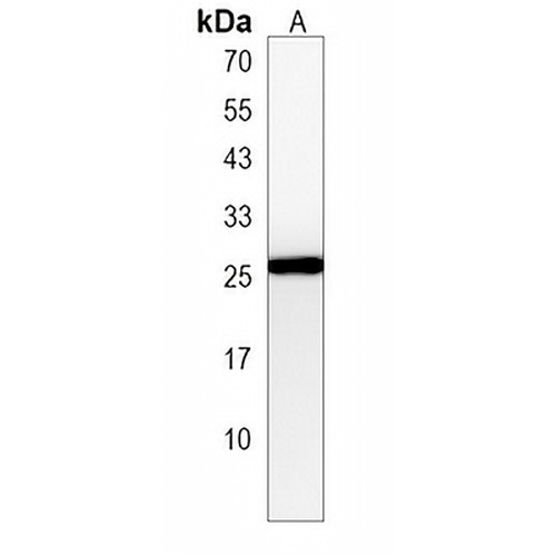 Synbindin Rabbit Polyclonal Antibody