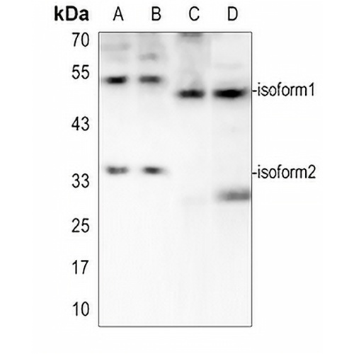E2F3 Rabbit Polyclonal Antibody
