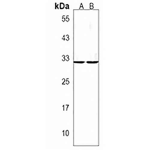 YBX3 Rabbit Polyclonal Antibody