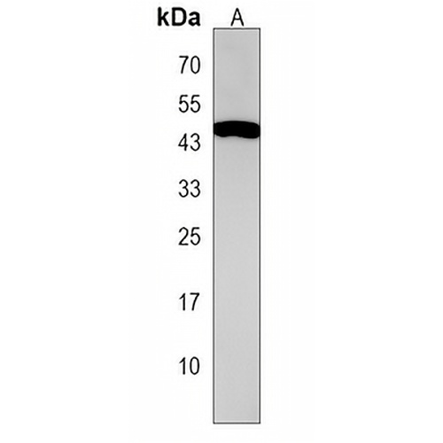 c-Mos Rabbit Polyclonal Antibody