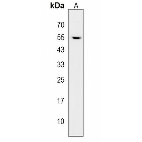 RAP55A Rabbit Polyclonal Antibody