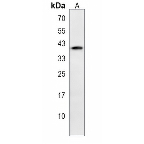 MORF4L2 Rabbit Polyclonal Antibody