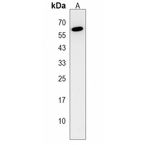 NELFA Rabbit Polyclonal Antibody