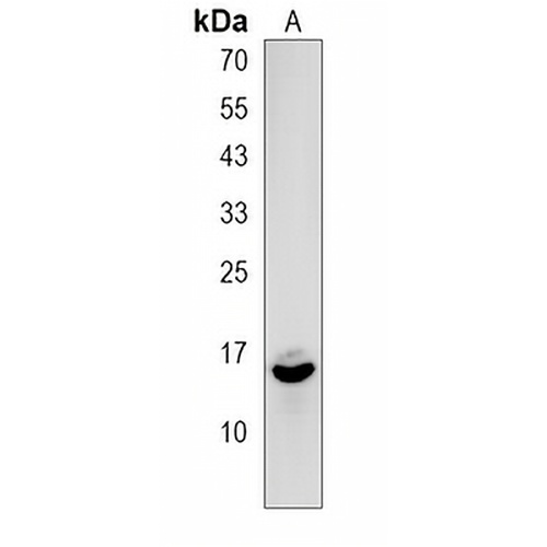 EIF1B Rabbit Polyclonal Antibody