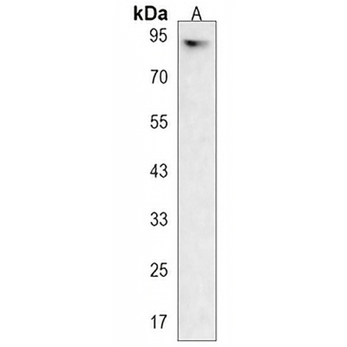 Plakophilin 3 Rabbit Polyclonal Antibody