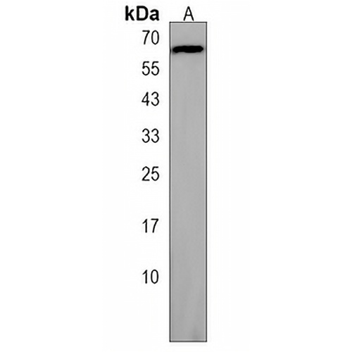 GJA9 Rabbit Polyclonal Antibody