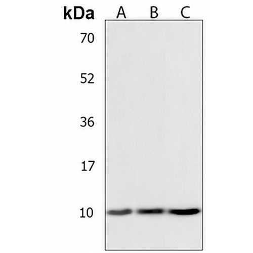 COX7A1 Rabbit Polyclonal Antibody