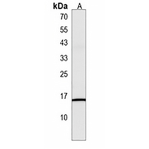 MSGN1 Rabbit Polyclonal Antibody