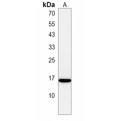 C22orf26 Rabbit Polyclonal Antibody