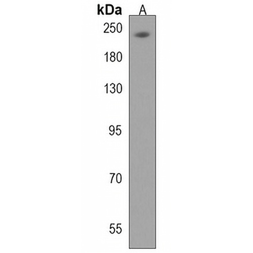 KIDINS220 Rabbit Polyclonal Antibody
