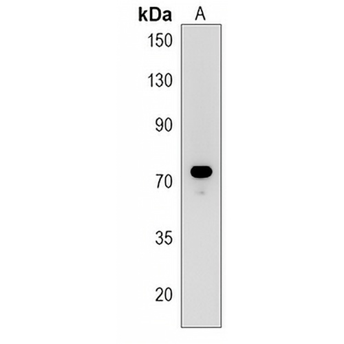 Siglec 10 Rabbit Polyclonal Antibody