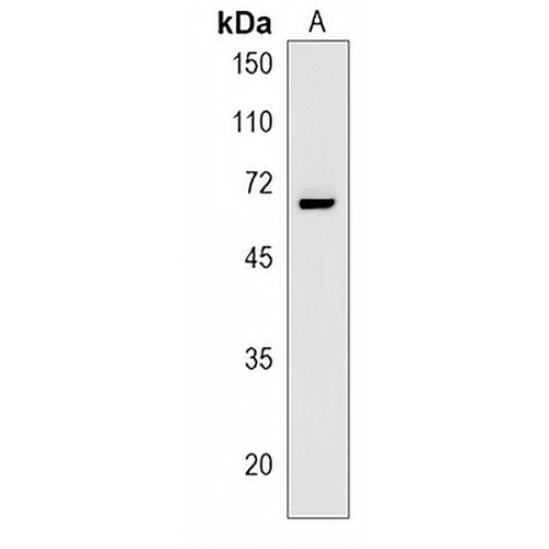 Siglec 11 Rabbit Polyclonal Antibody