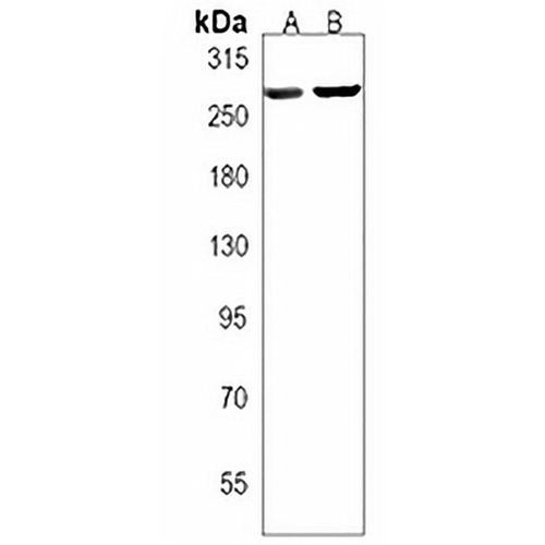 PIEZO2 Rabbit Polyclonal Antibody