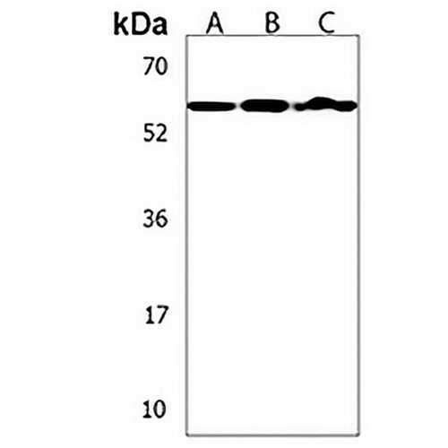 CD328 Rabbit Polyclonal Antibody