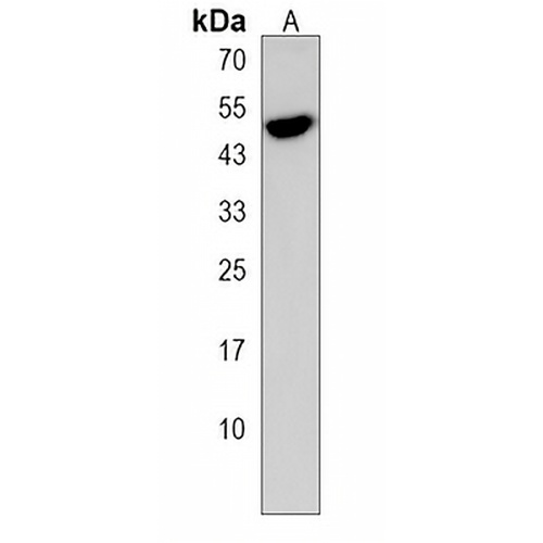 Siglec 14 Rabbit Polyclonal Antibody