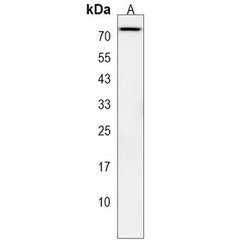 Glypican 2 Rabbit Polyclonal Antibody