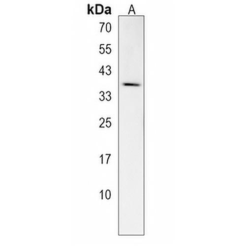 RFNG Rabbit Polyclonal Antibody