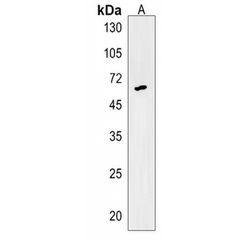 GRHL3 Rabbit Polyclonal Antibody