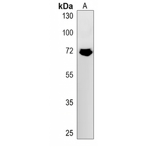 FNBP1L Rabbit Polyclonal Antibody