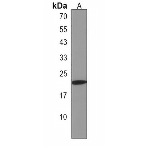 H2BFWT Rabbit Polyclonal Antibody
