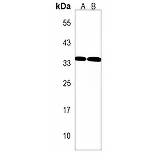 FRG1 Rabbit Polyclonal Antibody