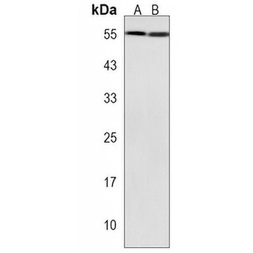 XKRX Rabbit Polyclonal Antibody