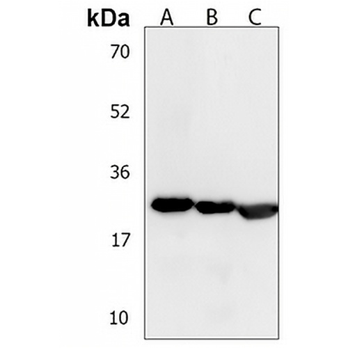LY6G6F Rabbit Polyclonal Antibody