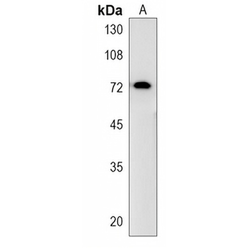 SF4 Rabbit Polyclonal Antibody