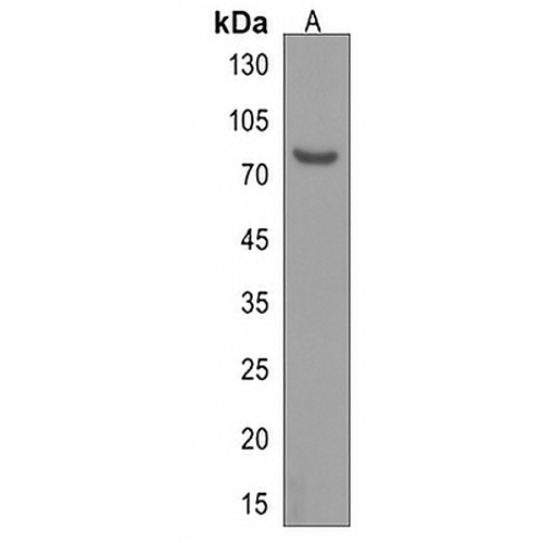 GPR149 Rabbit Polyclonal Antibody