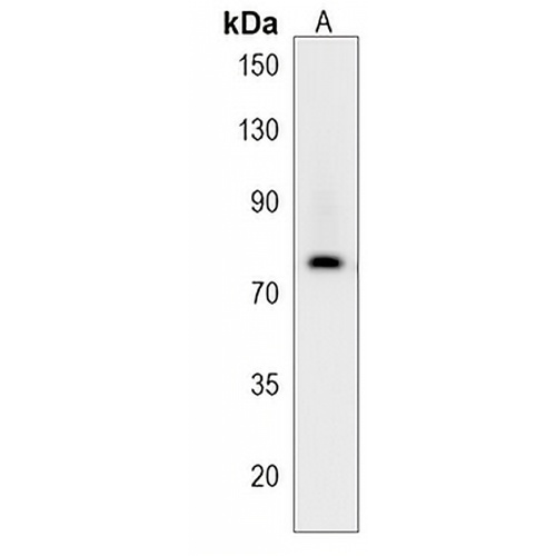 NCDN Rabbit Polyclonal Antibody